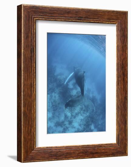 A Humpback Whale in the Caribbean Sea-Stocktrek Images-Framed Photographic Print