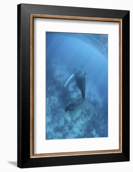 A Humpback Whale in the Caribbean Sea-Stocktrek Images-Framed Photographic Print