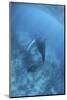 A Humpback Whale in the Caribbean Sea-Stocktrek Images-Mounted Photographic Print
