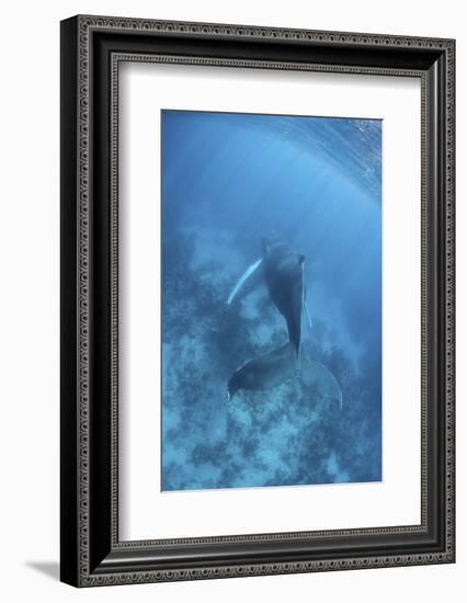 A Humpback Whale in the Caribbean Sea-Stocktrek Images-Framed Photographic Print