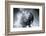 A humpback whale (Megaptera novaeangliae) calf breaching right at the camera off Chichagof Island-Michael Nolan-Framed Photographic Print