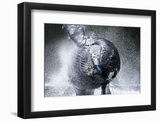 A humpback whale (Megaptera novaeangliae) calf breaching right at the camera off Chichagof Island-Michael Nolan-Framed Photographic Print