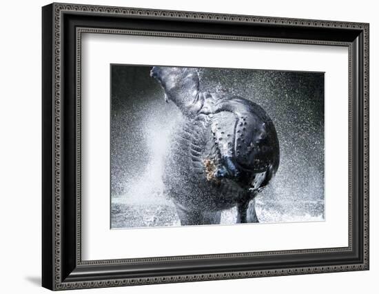 A humpback whale (Megaptera novaeangliae) calf breaching right at the camera off Chichagof Island-Michael Nolan-Framed Photographic Print