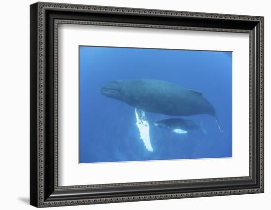 A Humpback Whale Mother and Calf in the Caribbean Sea-Stocktrek Images-Framed Photographic Print