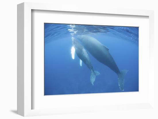 A Humpback Whale Mother and Calf-Stocktrek Images-Framed Photographic Print