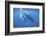 A Humpback Whale Mother and Calf-Stocktrek Images-Framed Photographic Print