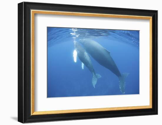 A Humpback Whale Mother and Calf-Stocktrek Images-Framed Photographic Print