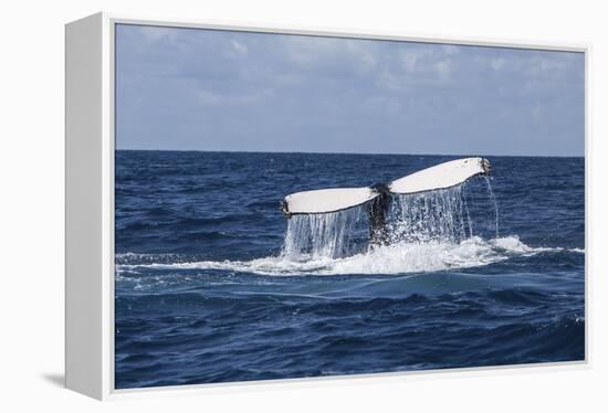 A Humpback Whale Raises its Tail as it Dives into the Atlantic Ocean-Stocktrek Images-Framed Premier Image Canvas