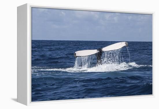 A Humpback Whale Raises its Tail as it Dives into the Atlantic Ocean-Stocktrek Images-Framed Premier Image Canvas