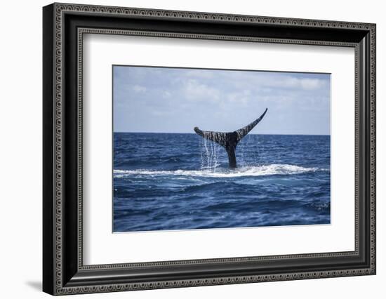 A Humpback Whale Raises its Tail as it Dives into the Atlantic Ocean-Stocktrek Images-Framed Photographic Print