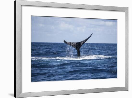 A Humpback Whale Raises its Tail as it Dives into the Atlantic Ocean-Stocktrek Images-Framed Photographic Print