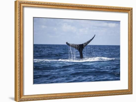 A Humpback Whale Raises its Tail as it Dives into the Atlantic Ocean-Stocktrek Images-Framed Photographic Print