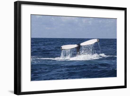 A Humpback Whale Raises its Tail as it Dives into the Atlantic Ocean-Stocktrek Images-Framed Photographic Print