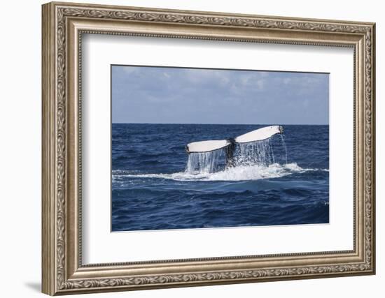 A Humpback Whale Raises its Tail as it Dives into the Atlantic Ocean-Stocktrek Images-Framed Photographic Print