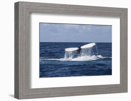 A Humpback Whale Raises its Tail as it Dives into the Atlantic Ocean-Stocktrek Images-Framed Photographic Print