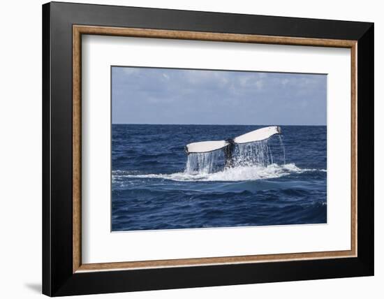 A Humpback Whale Raises its Tail as it Dives into the Atlantic Ocean-Stocktrek Images-Framed Photographic Print