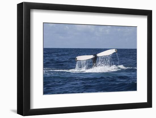 A Humpback Whale Raises its Tail as it Dives into the Atlantic Ocean-Stocktrek Images-Framed Photographic Print