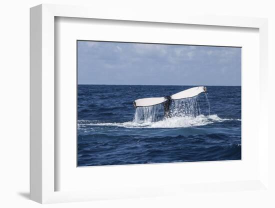 A Humpback Whale Raises its Tail as it Dives into the Atlantic Ocean-Stocktrek Images-Framed Photographic Print