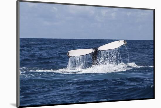 A Humpback Whale Raises its Tail as it Dives into the Atlantic Ocean-Stocktrek Images-Mounted Photographic Print