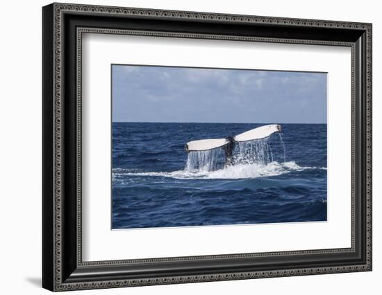 A Humpback Whale Raises its Tail as it Dives into the Atlantic Ocean-Stocktrek Images-Framed Photographic Print