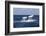 A Humpback Whale Raises its Tail as it Dives into the Atlantic Ocean-Stocktrek Images-Framed Photographic Print