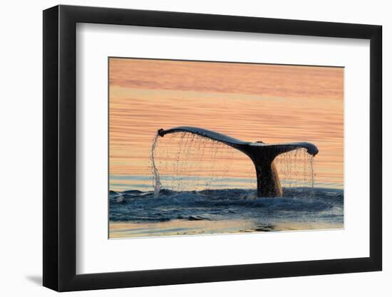 A humpback whale shows its flukes and a 'waterfall' as it sounds.-Betty Sederquist-Framed Photographic Print