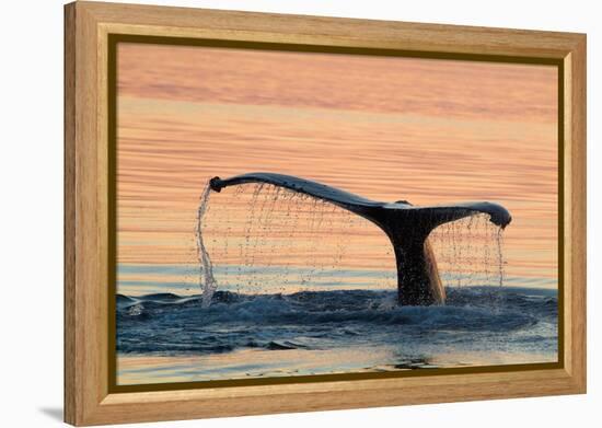 A humpback whale shows its flukes and a 'waterfall' as it sounds.-Betty Sederquist-Framed Premier Image Canvas