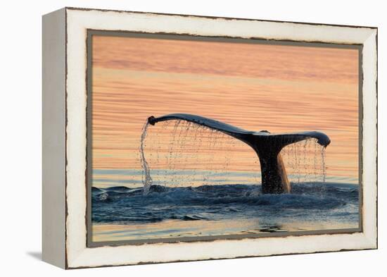 A humpback whale shows its flukes and a 'waterfall' as it sounds.-Betty Sederquist-Framed Premier Image Canvas