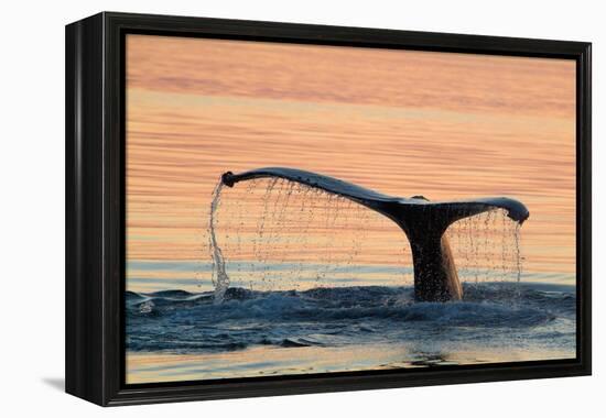 A humpback whale shows its flukes and a 'waterfall' as it sounds.-Betty Sederquist-Framed Premier Image Canvas