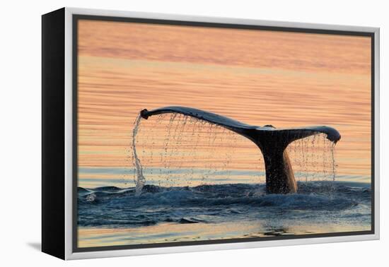 A humpback whale shows its flukes and a 'waterfall' as it sounds.-Betty Sederquist-Framed Premier Image Canvas