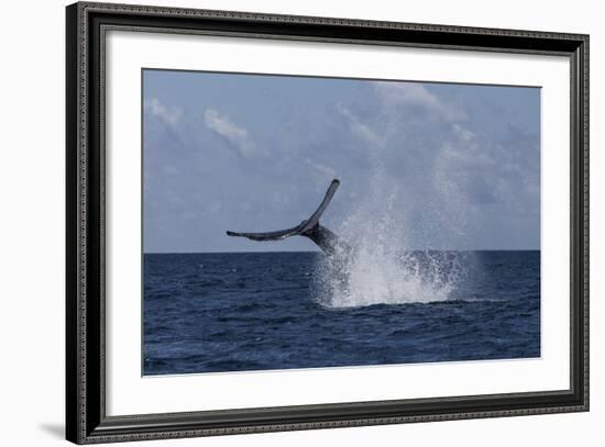 A Humpback Whale Slaps its Tail on the Surface of the Atlantic Ocean-Stocktrek Images-Framed Photographic Print