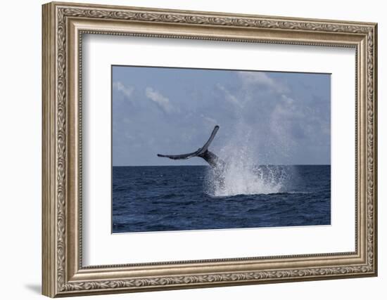 A Humpback Whale Slaps its Tail on the Surface of the Atlantic Ocean-Stocktrek Images-Framed Photographic Print