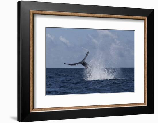 A Humpback Whale Slaps its Tail on the Surface of the Atlantic Ocean-Stocktrek Images-Framed Photographic Print