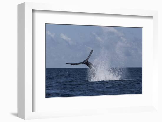 A Humpback Whale Slaps its Tail on the Surface of the Atlantic Ocean-Stocktrek Images-Framed Photographic Print