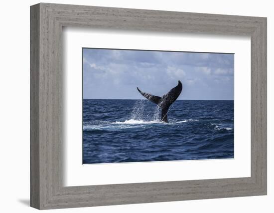 A Humpback Whale Slaps its Tail on the Surface of the Atlantic Ocean-Stocktrek Images-Framed Photographic Print