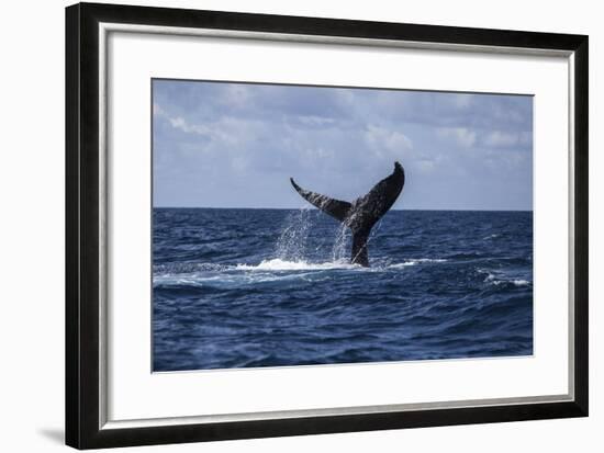 A Humpback Whale Slaps its Tail on the Surface of the Atlantic Ocean-Stocktrek Images-Framed Photographic Print