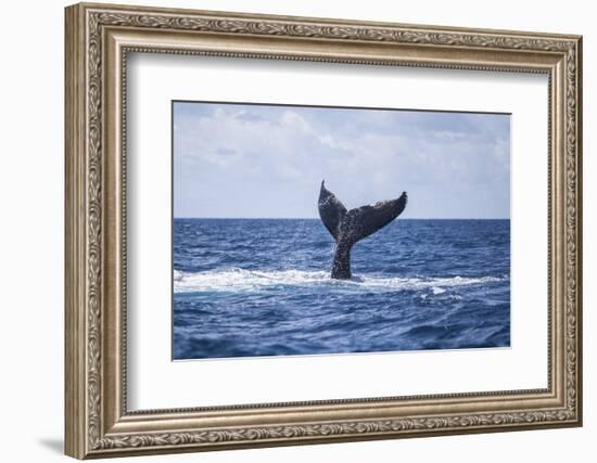 A Humpback Whale Slaps its Tail on the Surface of the Atlantic Ocean-Stocktrek Images-Framed Photographic Print