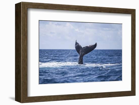 A Humpback Whale Slaps its Tail on the Surface of the Atlantic Ocean-Stocktrek Images-Framed Photographic Print