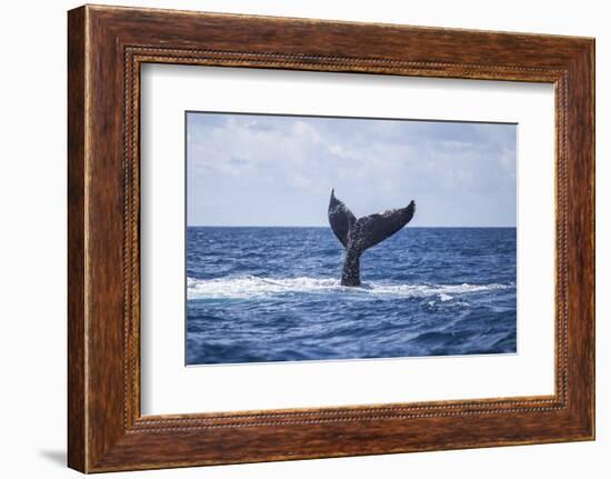 A Humpback Whale Slaps its Tail on the Surface of the Atlantic Ocean-Stocktrek Images-Framed Photographic Print