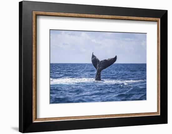 A Humpback Whale Slaps its Tail on the Surface of the Atlantic Ocean-Stocktrek Images-Framed Photographic Print