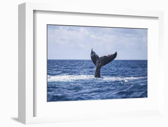 A Humpback Whale Slaps its Tail on the Surface of the Atlantic Ocean-Stocktrek Images-Framed Photographic Print