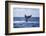 A Humpback Whale Slaps its Tail on the Surface of the Atlantic Ocean-Stocktrek Images-Framed Photographic Print