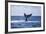 A Humpback Whale Slaps its Tail on the Surface of the Atlantic Ocean-Stocktrek Images-Framed Photographic Print