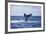 A Humpback Whale Slaps its Tail on the Surface of the Atlantic Ocean-Stocktrek Images-Framed Photographic Print