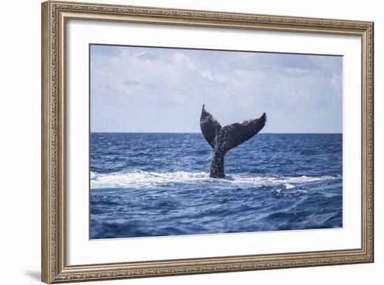 A Humpback Whale Slaps its Tail on the Surface of the Atlantic Ocean-Stocktrek Images-Framed Photographic Print