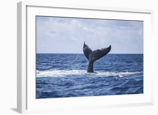 A Humpback Whale Slaps its Tail on the Surface of the Atlantic Ocean-Stocktrek Images-Framed Photographic Print