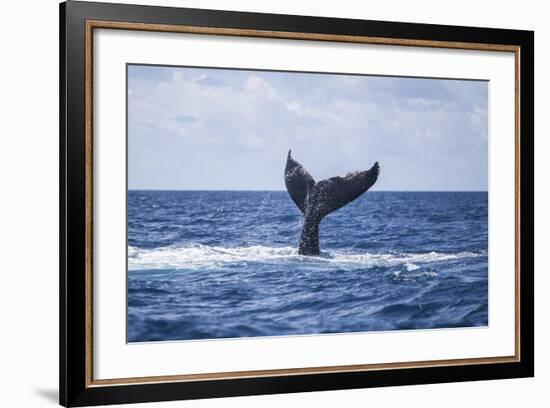 A Humpback Whale Slaps its Tail on the Surface of the Atlantic Ocean-Stocktrek Images-Framed Photographic Print