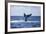 A Humpback Whale Slaps its Tail on the Surface of the Atlantic Ocean-Stocktrek Images-Framed Photographic Print