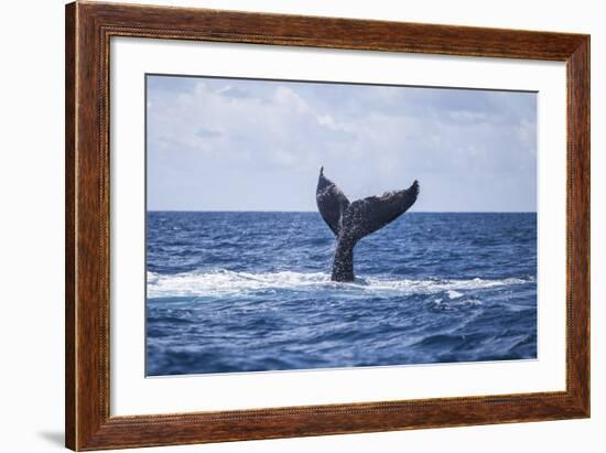 A Humpback Whale Slaps its Tail on the Surface of the Atlantic Ocean-Stocktrek Images-Framed Photographic Print