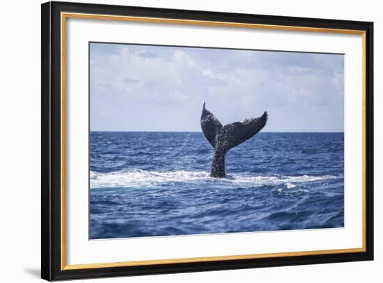 A Humpback Whale Slaps its Tail on the Surface of the Atlantic Ocean-Stocktrek Images-Framed Photographic Print